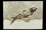 Fossil Fish (Knightia) - Green River Formation #129780-1